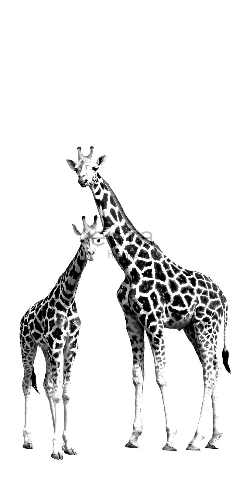 wall mural giraffes black and white 158701