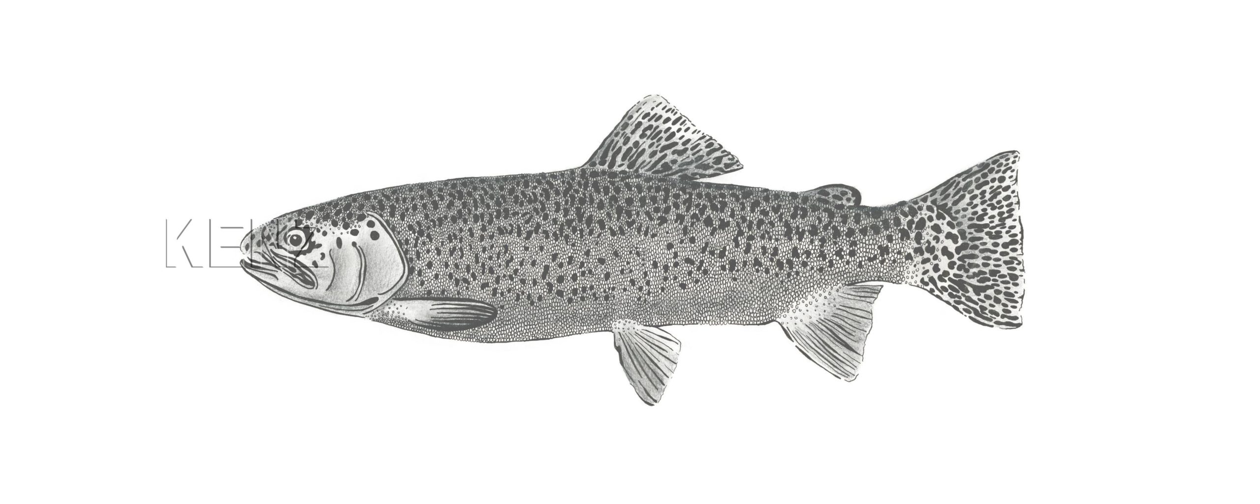 wall mural fish white and black 158933 2