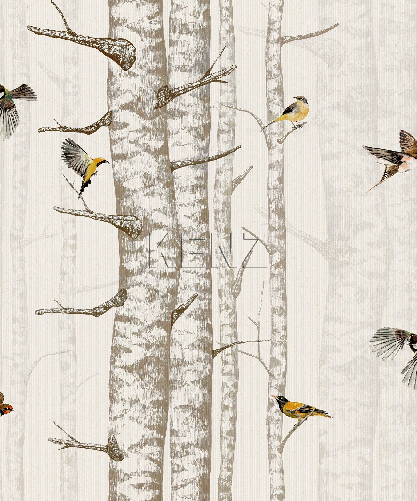 Birch Trees - 9500041