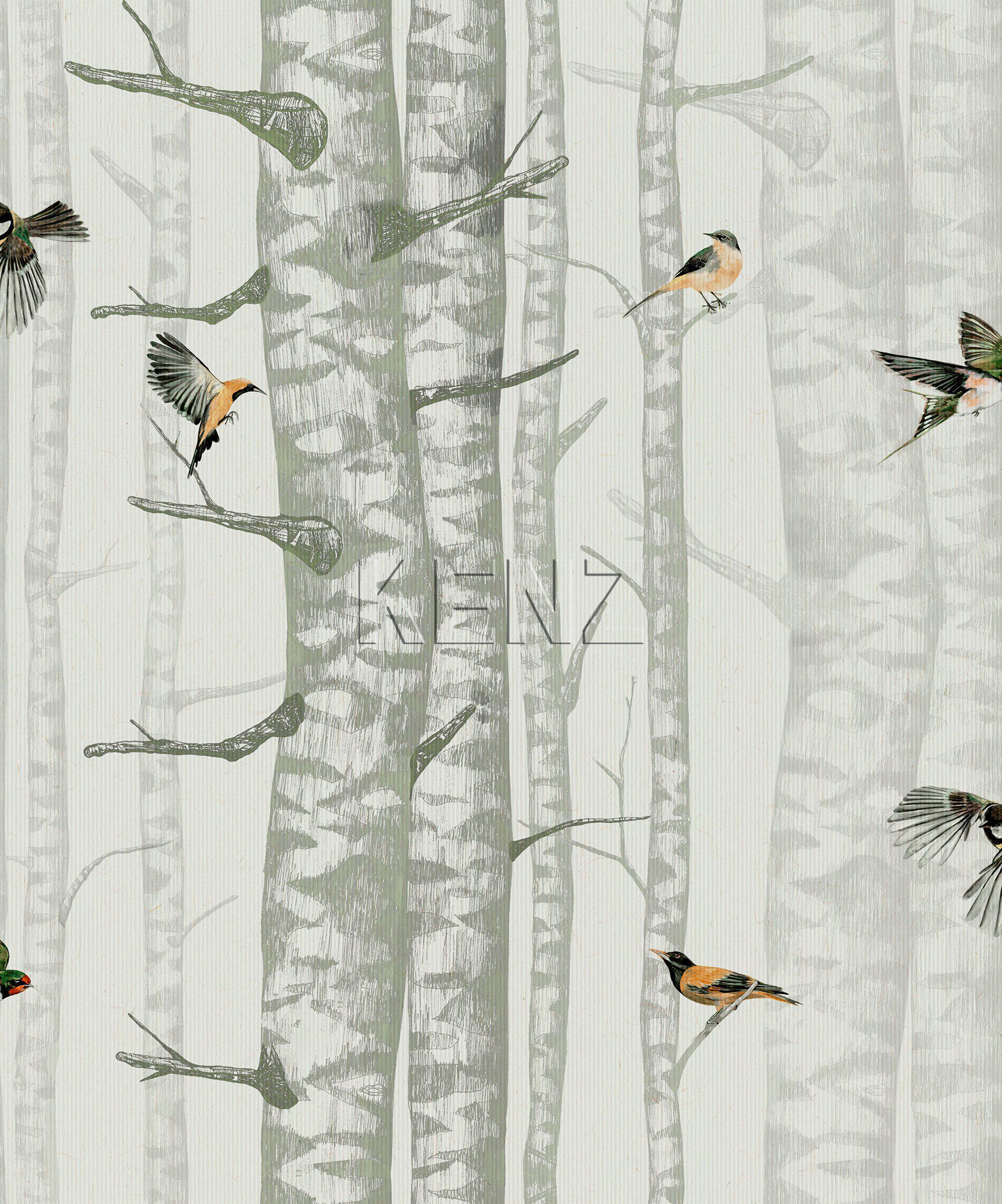 Birch Trees -  9500042