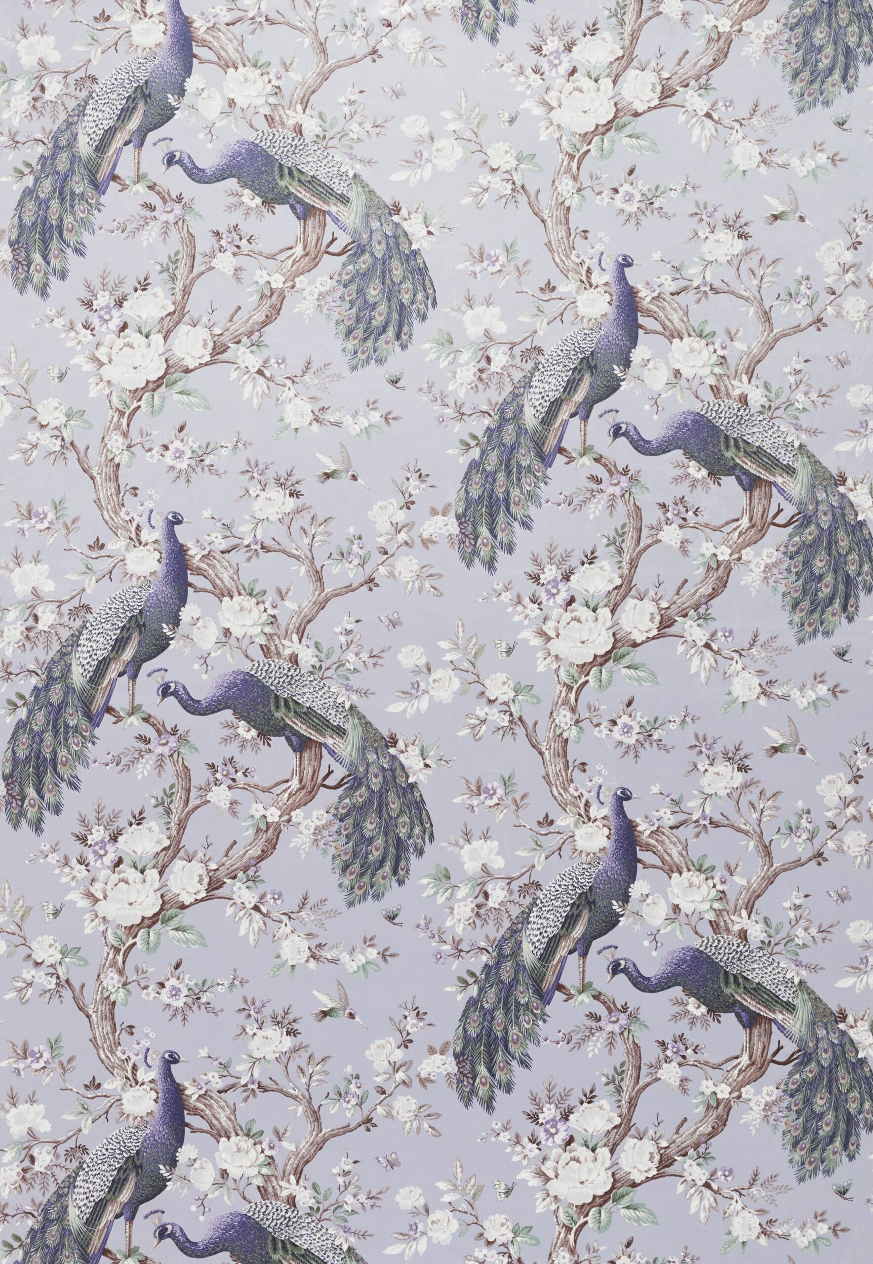 Belvedere Velvet 3
