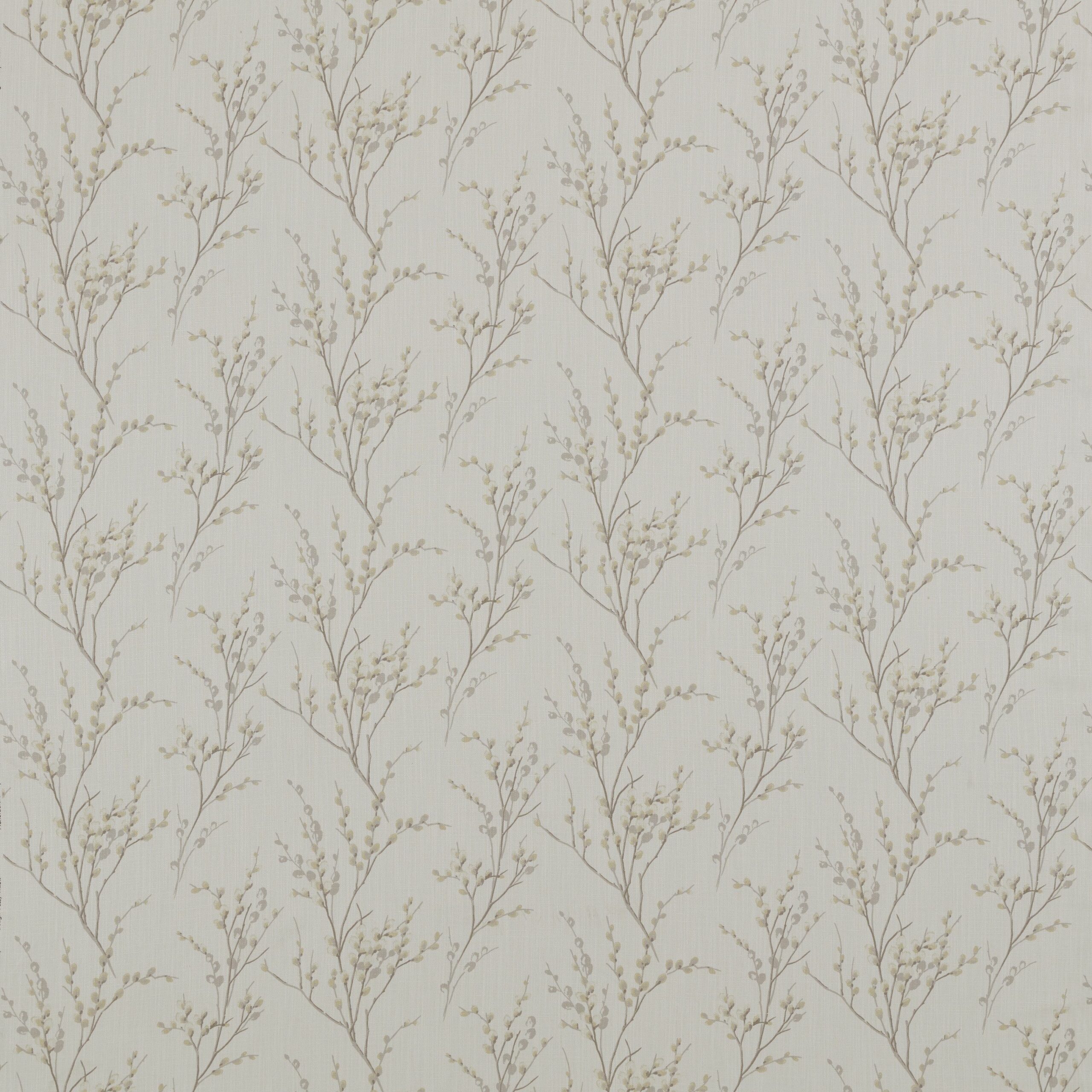 Pussywillow