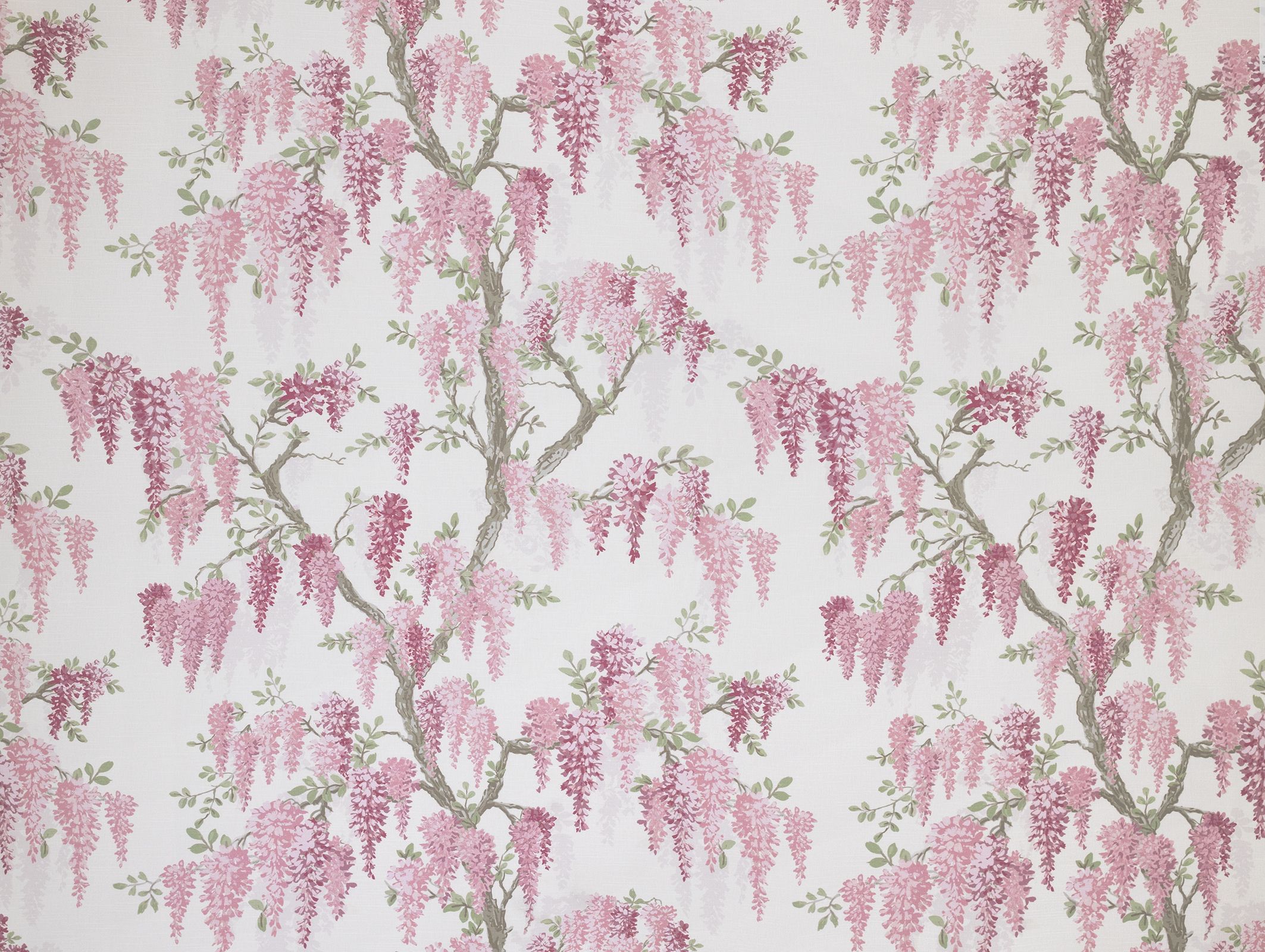Wisteria 2