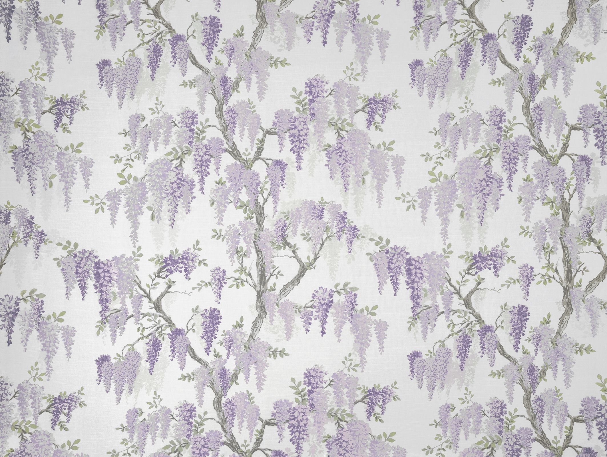 Wisteria 3