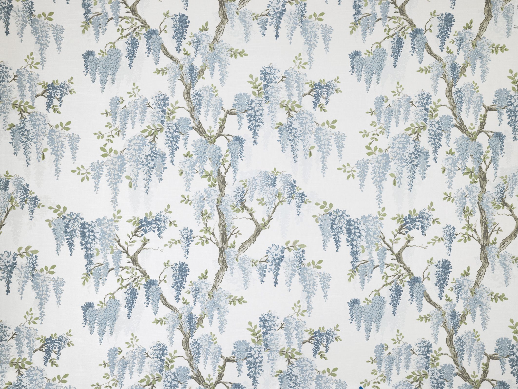 Wisteria 4