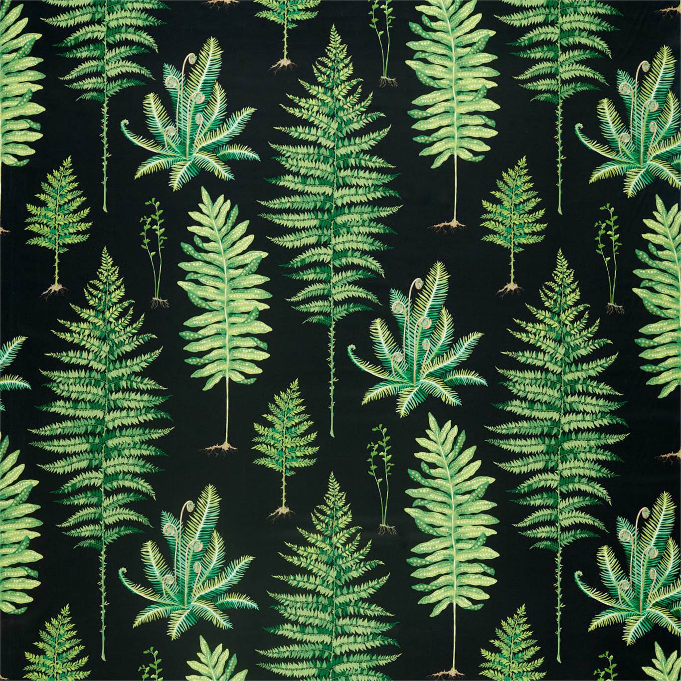Fernery 2