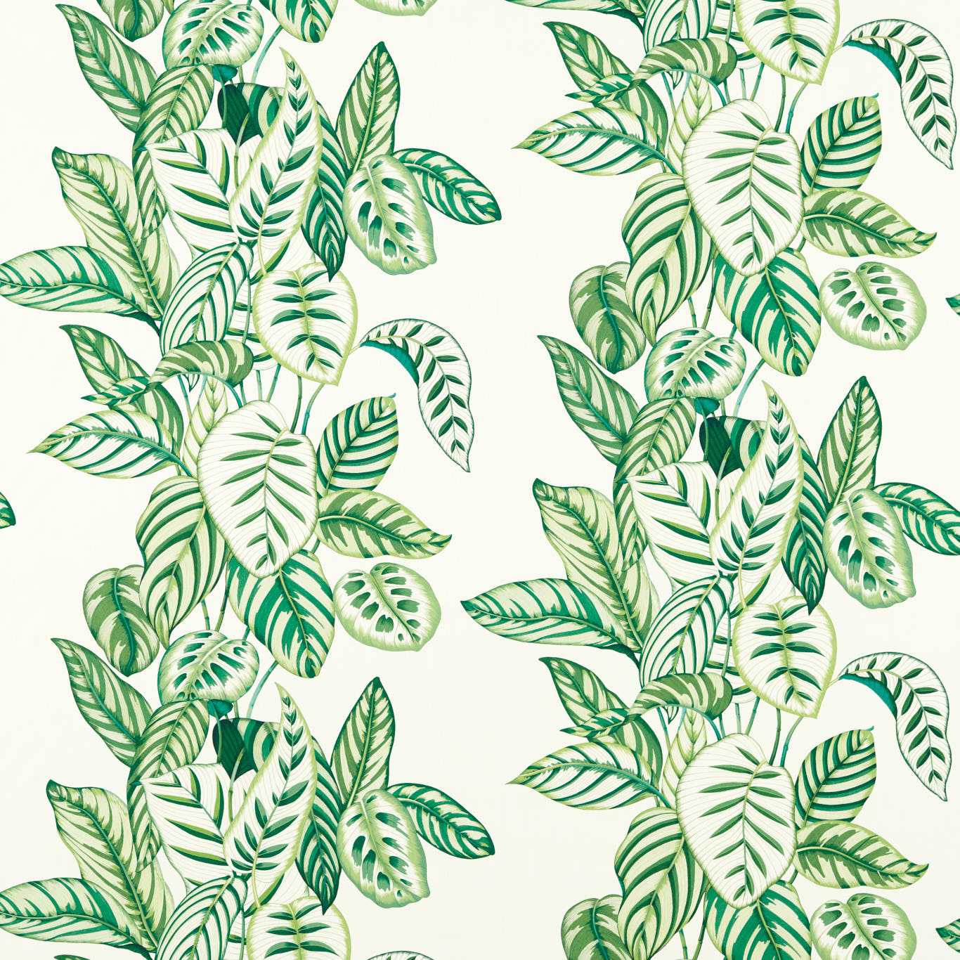 Calathea 3