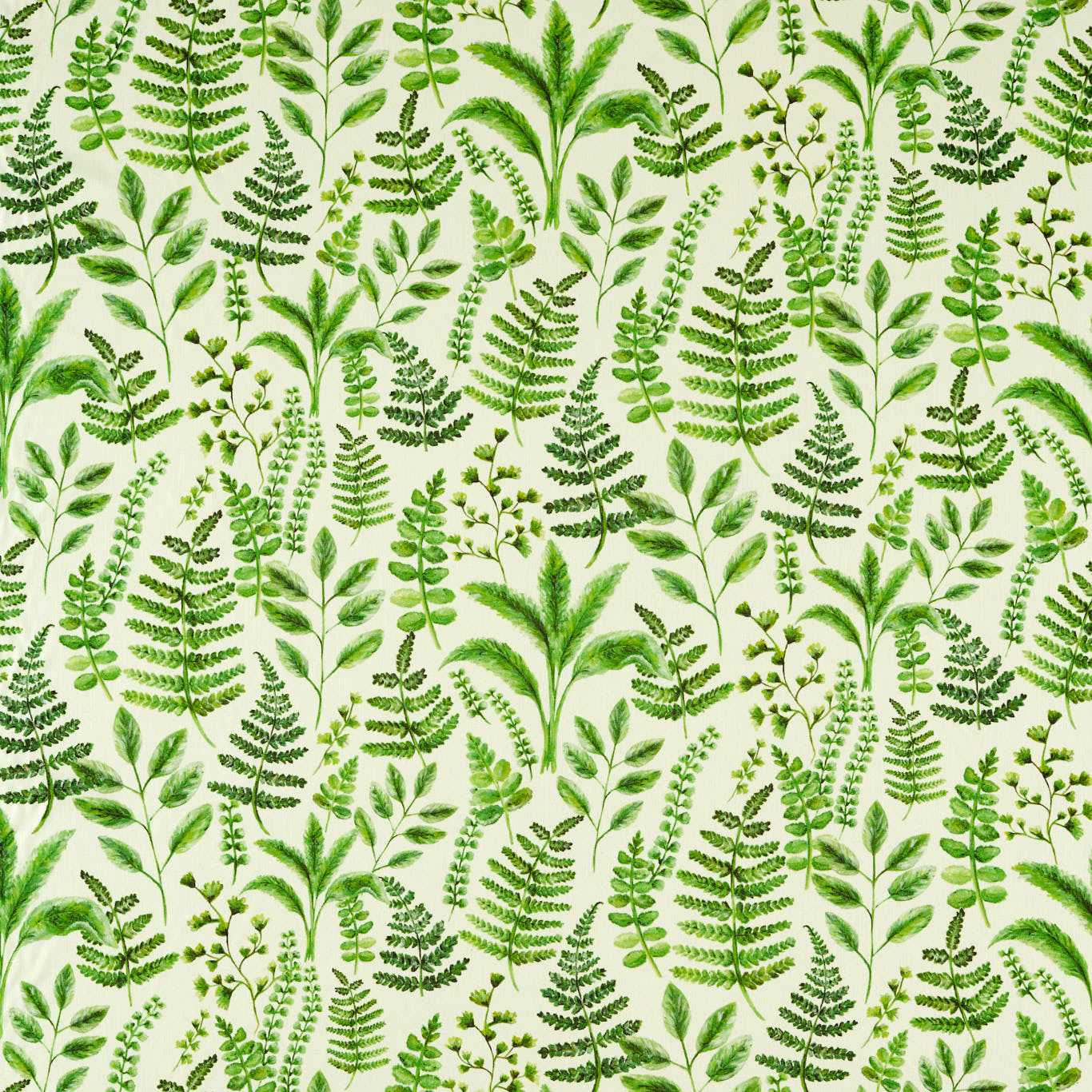 Bracken 2