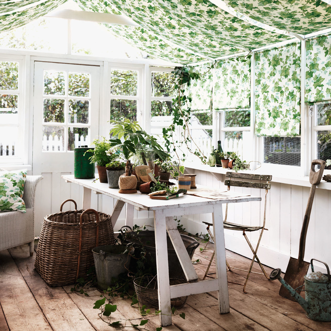 Hedera 4